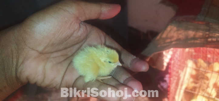 কোয়েল পাখি